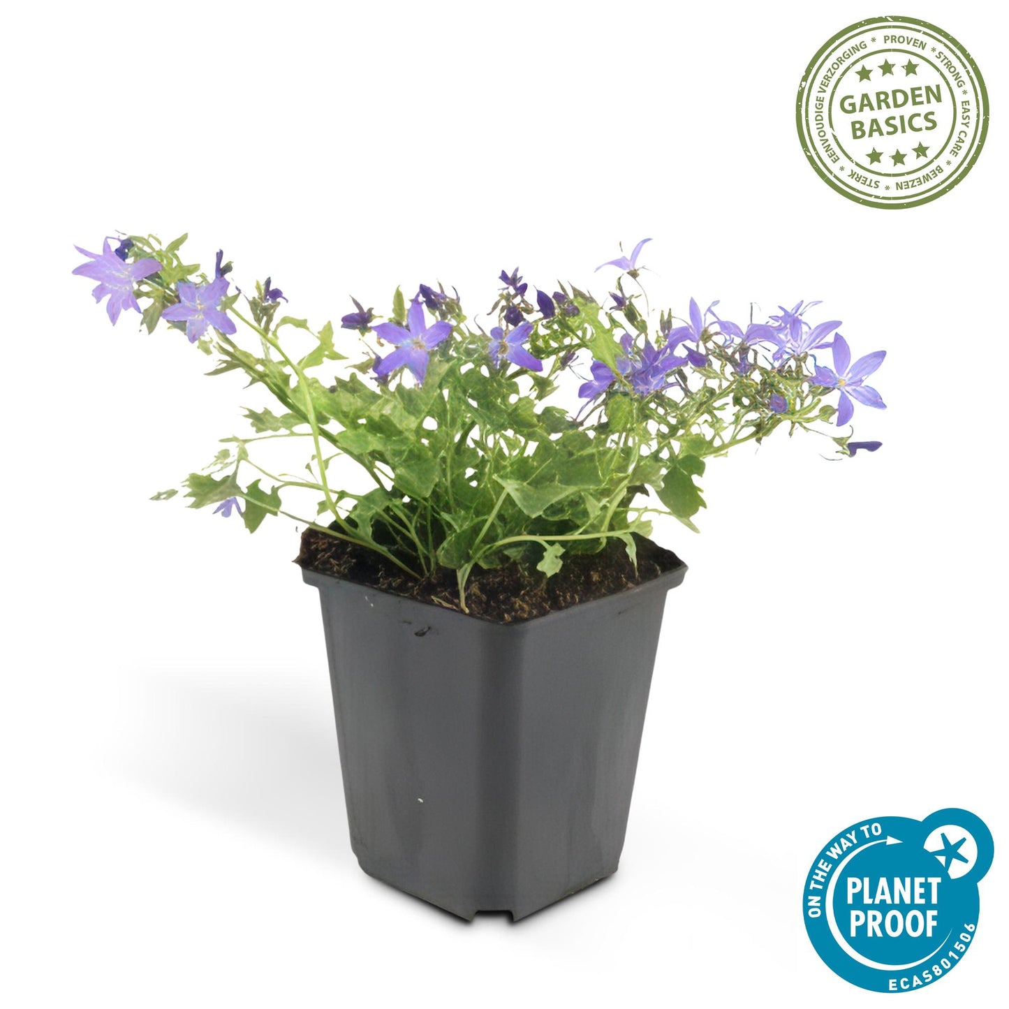 Campanula poscharskyana 'Stella' - 24x - ↕10-25cm - Ø9cm