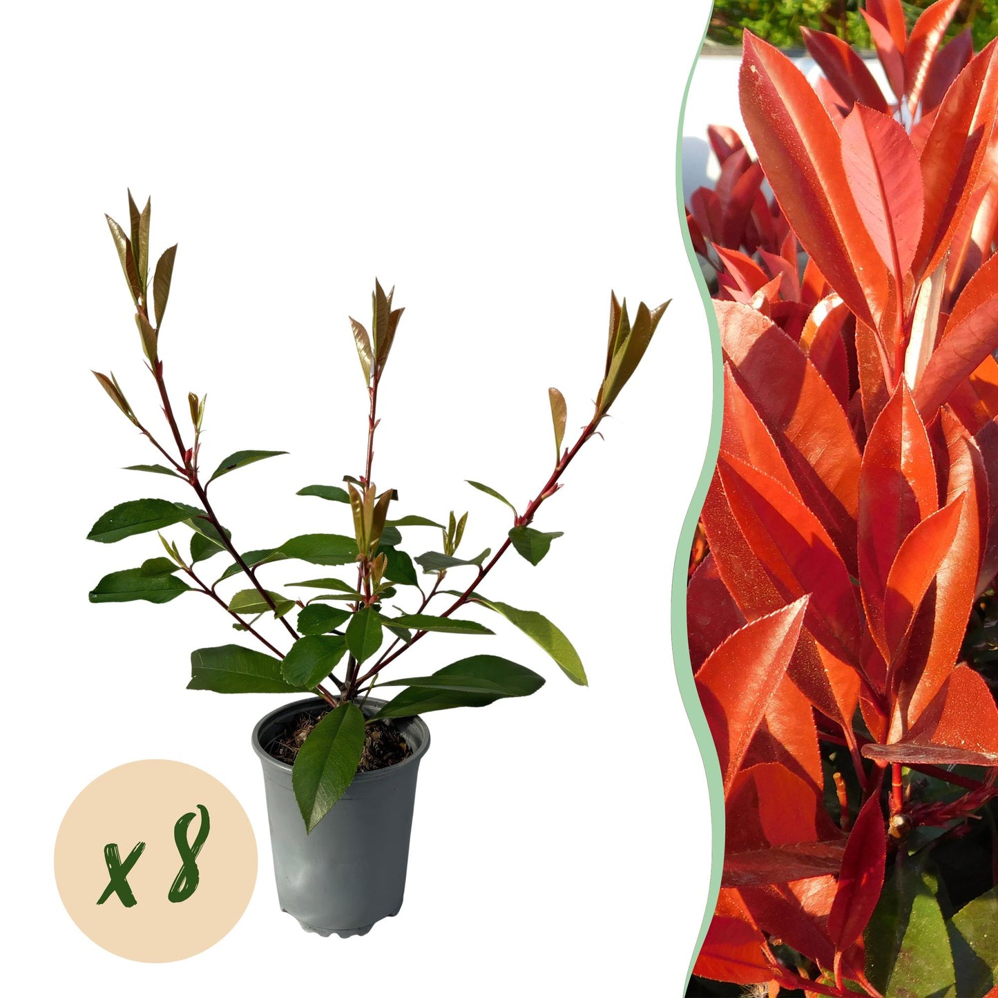 Heckenpflanzen - Photnia fraseri Red Robin - Blatt rot grün - 8 Pflanzen - 1 laufender Meter - immergrün - Topf 9cm Höhe 30-35cm