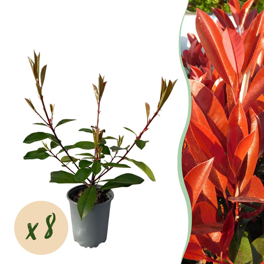 Heckenpflanzen - Photnia fraseri Red Robin - Blatt rot grün - 8 Pflanzen - 1 laufender Meter - immergrün - Topf 9cm Höhe 30-35cm