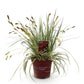 Ziergräser - Carex oshimensis Evergold - Gelb & Grün - 1 Pflanze - Immergrün - Winterhart - Topf 17cm Höhe 50cm