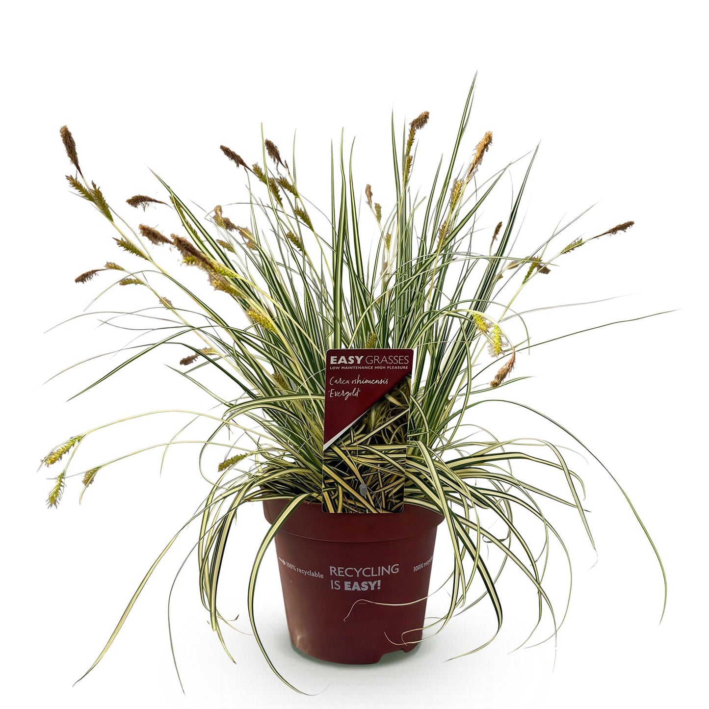 Ziergräser - Carex oshimensis Evergold - Gelb & Grün - 1 Pflanze - Immergrün - Winterhart - Topf 17cm Höhe 50cm