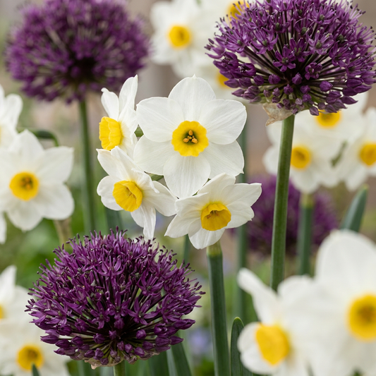 35x Bulb Dry Garden - Trockengarten-Zwiebeln - Diverses - Sommerblüher
