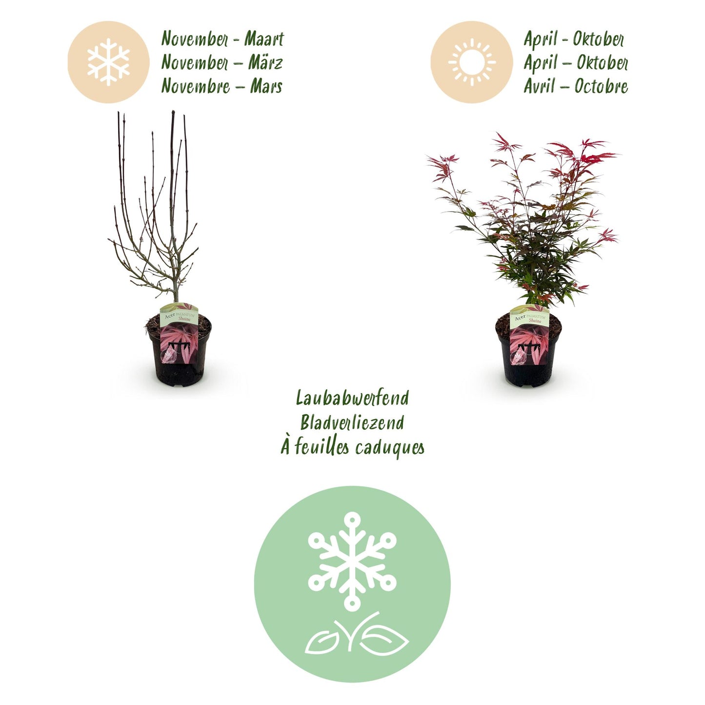 Japanischer Ahorn - Acer palmatum Shaina - Rot - 1 Pflanze - Laubabwerfend - Topf 19cm Höhe 70cm