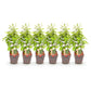 Heckenpflanzen - Carpinus betulus - Blatt grün - 6 Pflanzen - 1 laufender Meter - laubabwerfend - Topf 17cm Höhe 55cm