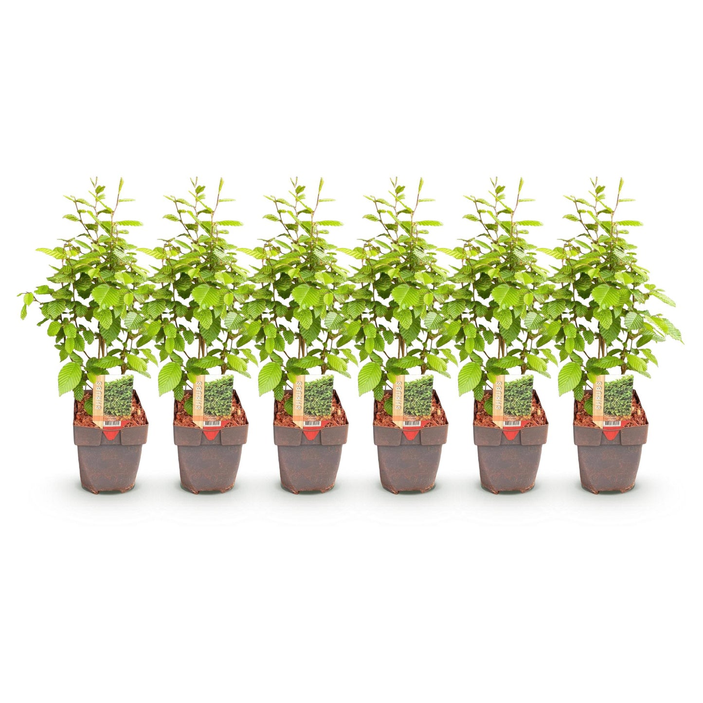 Heckenpflanzen - Carpinus betulus - Blatt grün - 6 Pflanzen - 1 laufender Meter - laubabwerfend - Topf 17cm Höhe 55cm