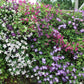Kletterpflanze - Clematis Tricolour - Blüte Rosa Weiß Lila - Wenig Pflege - 3 Pflanzen - Topf 11cm Höhe 40cm GreenboutiQ - Kletterpflanze - Clematis Rainbow - Blüte Rosa Weiß Lila Rot - Wenig Pflege - 4 Pflanzen - Topf 11cm Höhe 40cm"