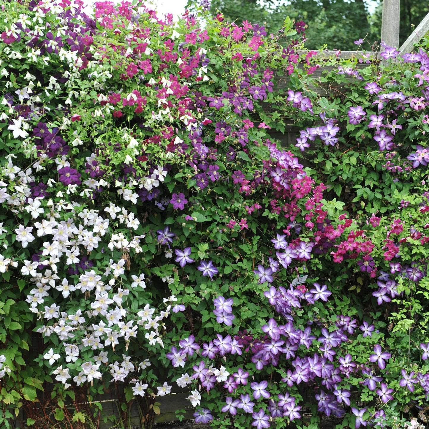 Kletterpflanze - Clematis Tricolour - Blüte Rosa Weiß Lila - Wenig Pflege - 3 Pflanzen - Topf 11cm Höhe 40cm GreenboutiQ - Kletterpflanze - Clematis Rainbow - Blüte Rosa Weiß Lila Rot - Wenig Pflege - 4 Pflanzen - Topf 11cm Höhe 40cm"