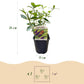 Schmetterlingsstrauch- Buddleja davidii Empire Blue - Winterhart - Blau - 1 Pflanze - Topf 17cm - Höhe 45cm