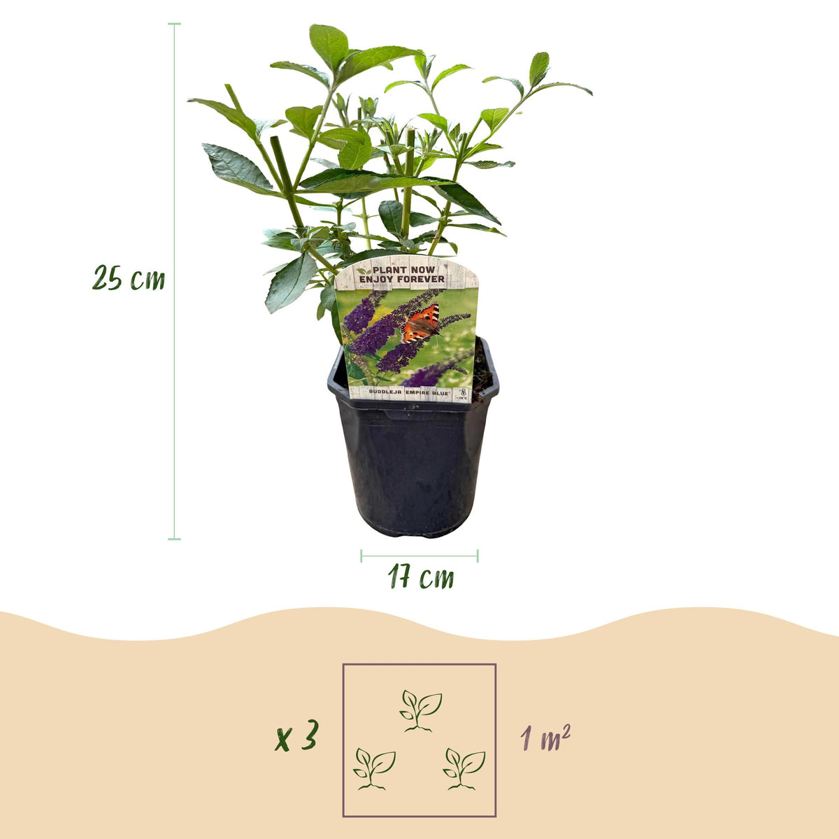 Schmetterlingsstrauch- Buddleja davidii Empire Blue - Winterhart - Blau - 1 Pflanze - Topf 17cm - Höhe 45cm
