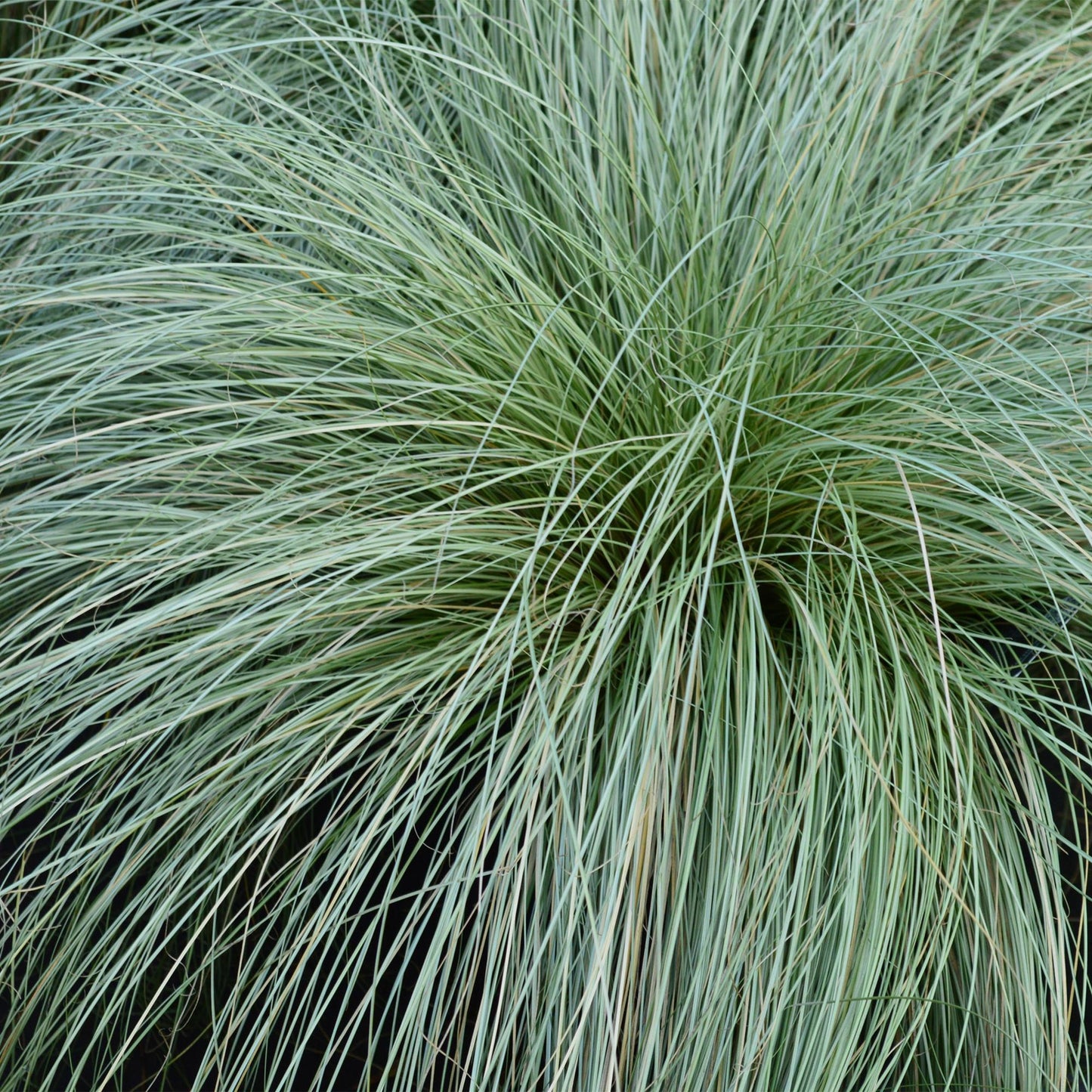 GreenboutiQ - Ziergräser - Carex comans Frosted Curls - Grün - 4 Pflanzen - Immergrün - Wenig Pflege - Topf 17cm Höhe 50cm