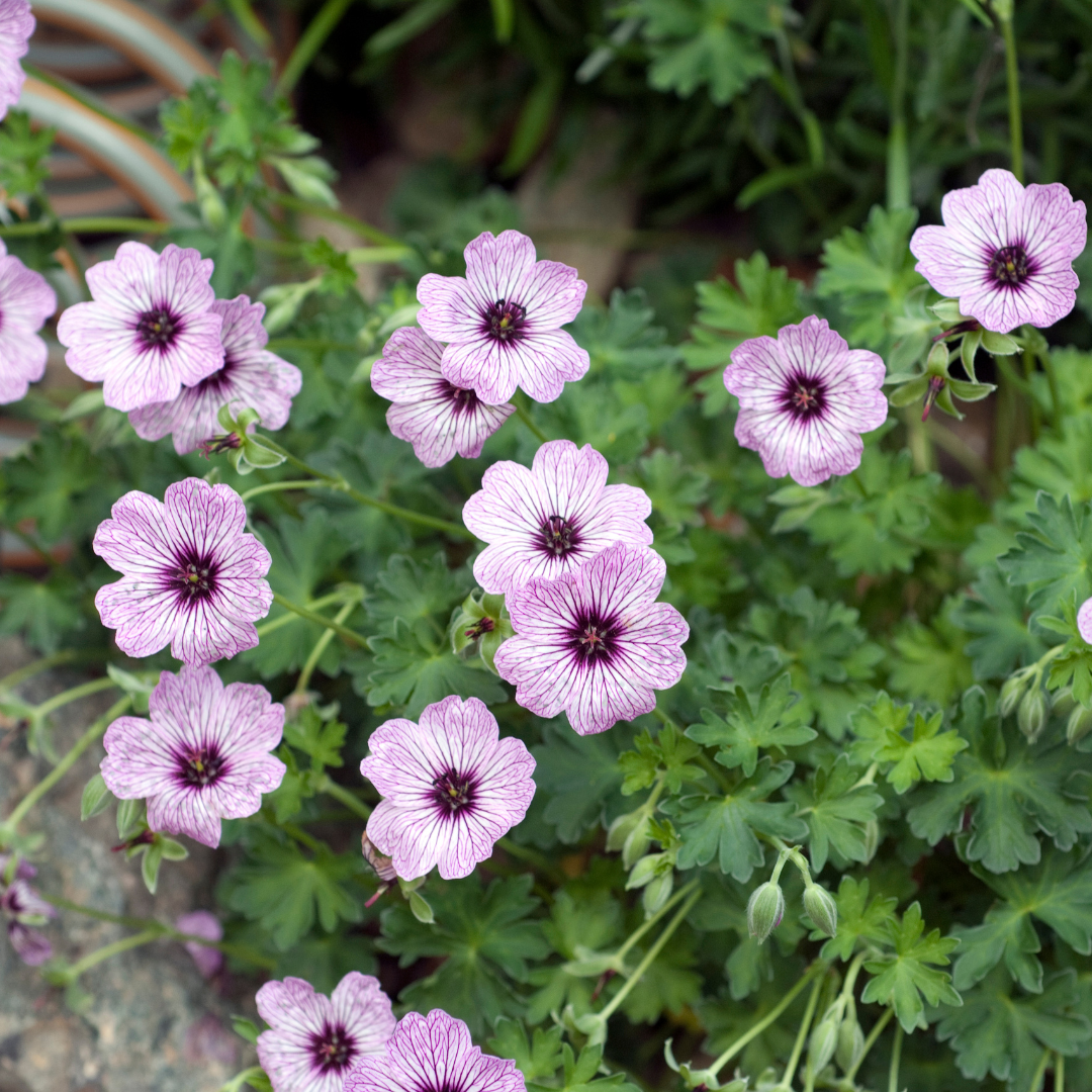 60x Geranium cin. 'Ballerina' - ↕10-25cm - Ø9cm