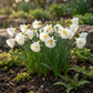 20x Narcissus White Petticoat - Weißer Reifrock-Narzisse - Weiß - Frühlingsblüher - Zwiebelgröße 6/8