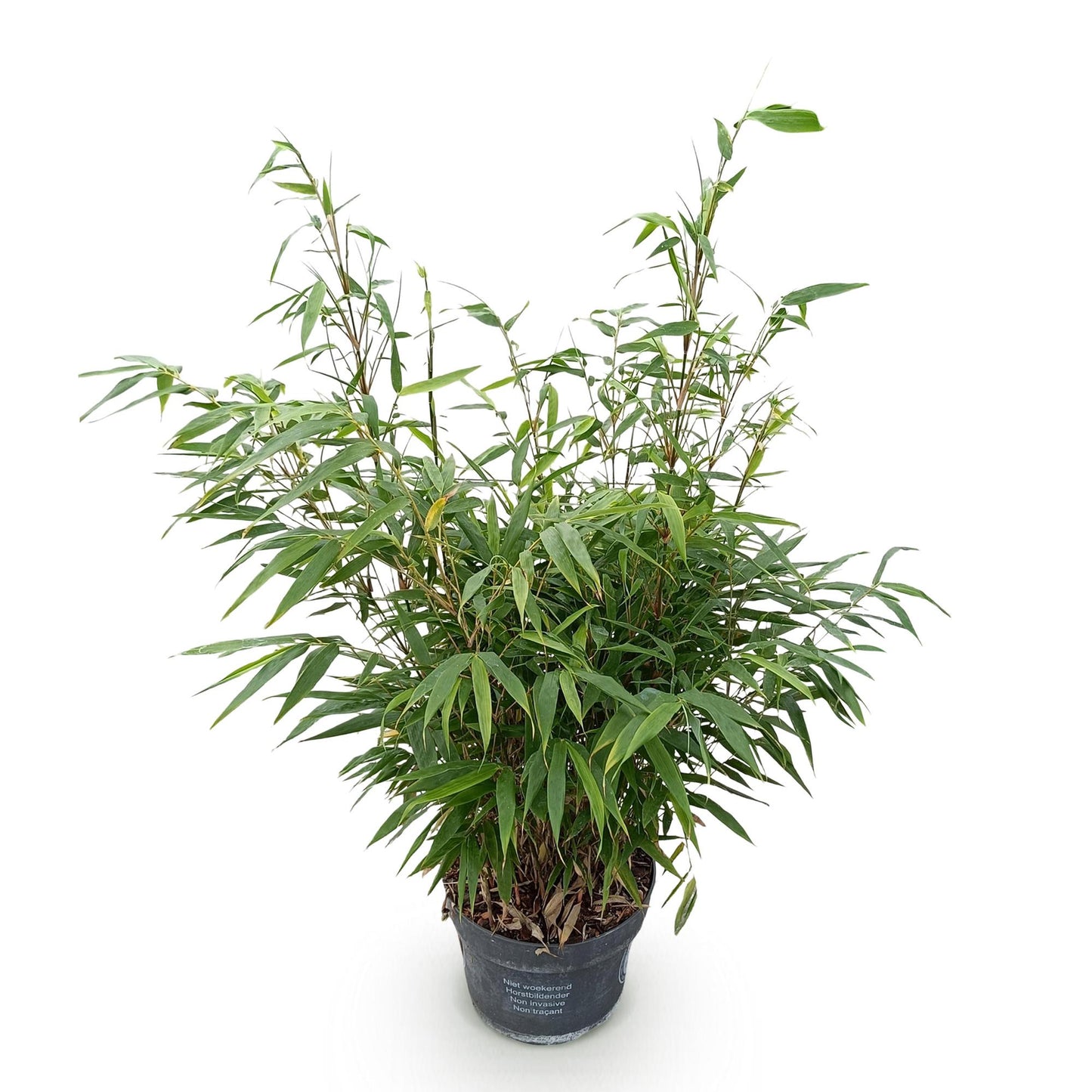 Gräser - Fargesia robusta Pingwu - Bambus - Nicht Wuchernd - Grün - 1 Pflanze - Topf 23 cm - Höhe 80 cm