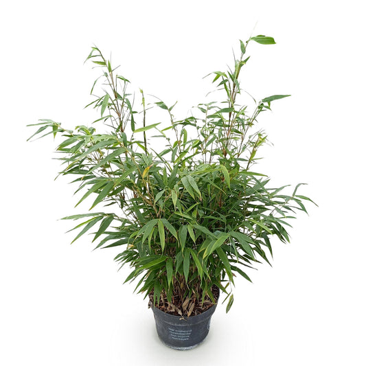 Gräser - Fargesia robusta Pingwu - Bambus - Nicht Wuchernd - Grün - 1 Pflanze - Topf 23 cm - Höhe 80 cm