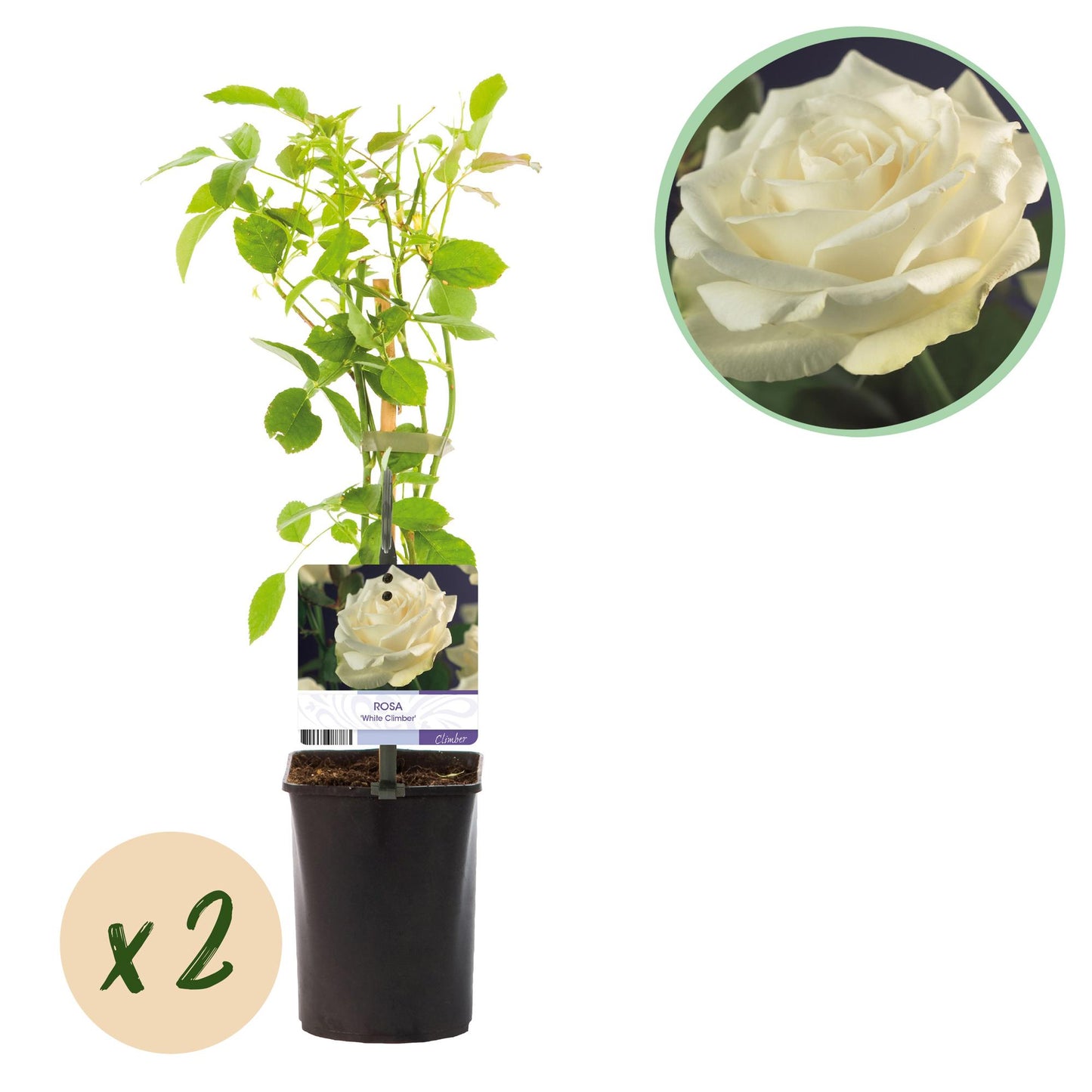 Kletterrose - Rosa White Climber - Blüte Weiß - Wenig Pflege - 2 Pflanzen - Topf 11cm Höhe 40cm