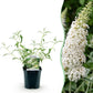 Schmetterlingsstrauch -  Buddleja davidii White Profusion - Hardy - White - 3 Plants - Pot 17cm - Height 45cm