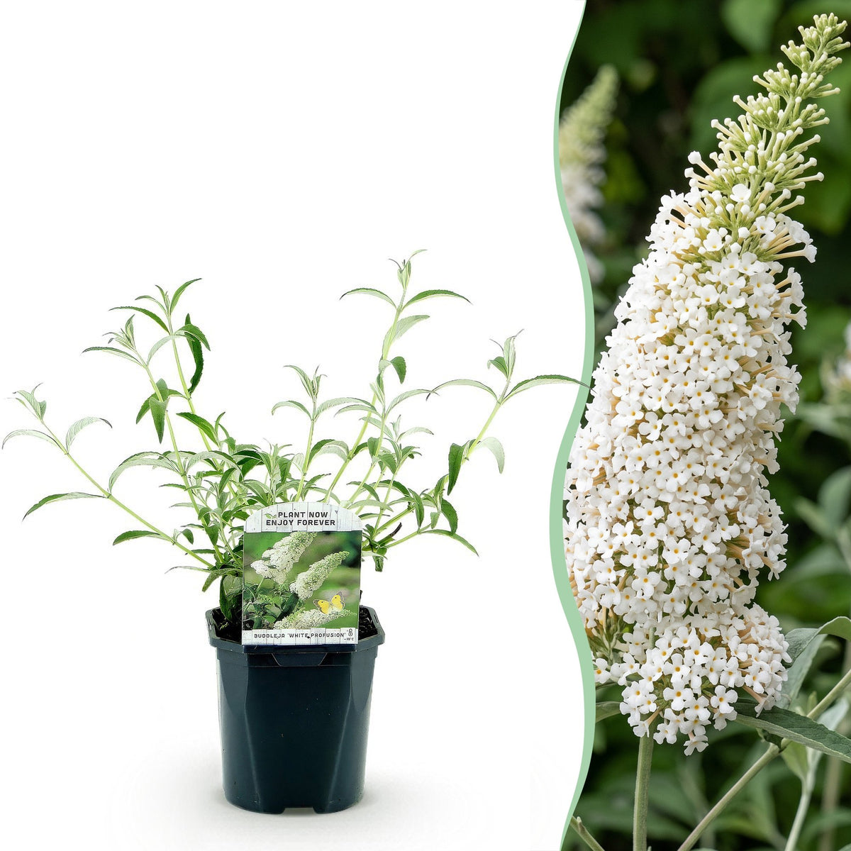 Schmetterlingsstrauch -  Buddleja davidii White Profusion - Hardy - White - 3 Plants - Pot 17cm - Height 45cm