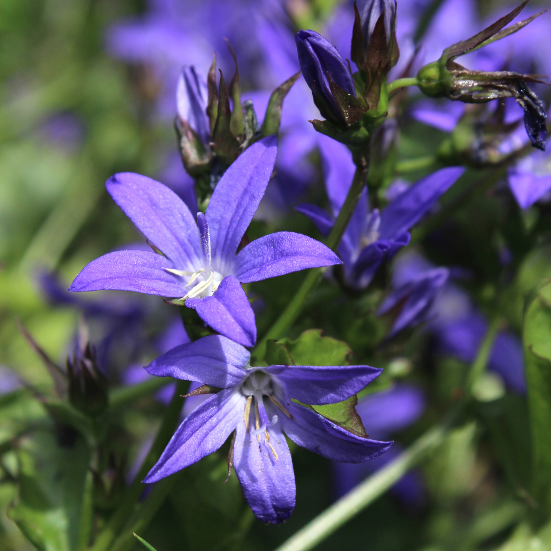 Campanula poscharskyana - ↕10-25cm - Ø9cm, 6x