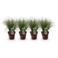 GreenboutiQ - Ziergräser - Carex comans Frosted Curls - Grün - 4 Pflanzen - Immergrün - Wenig Pflege - Topf 17cm Höhe 50cm