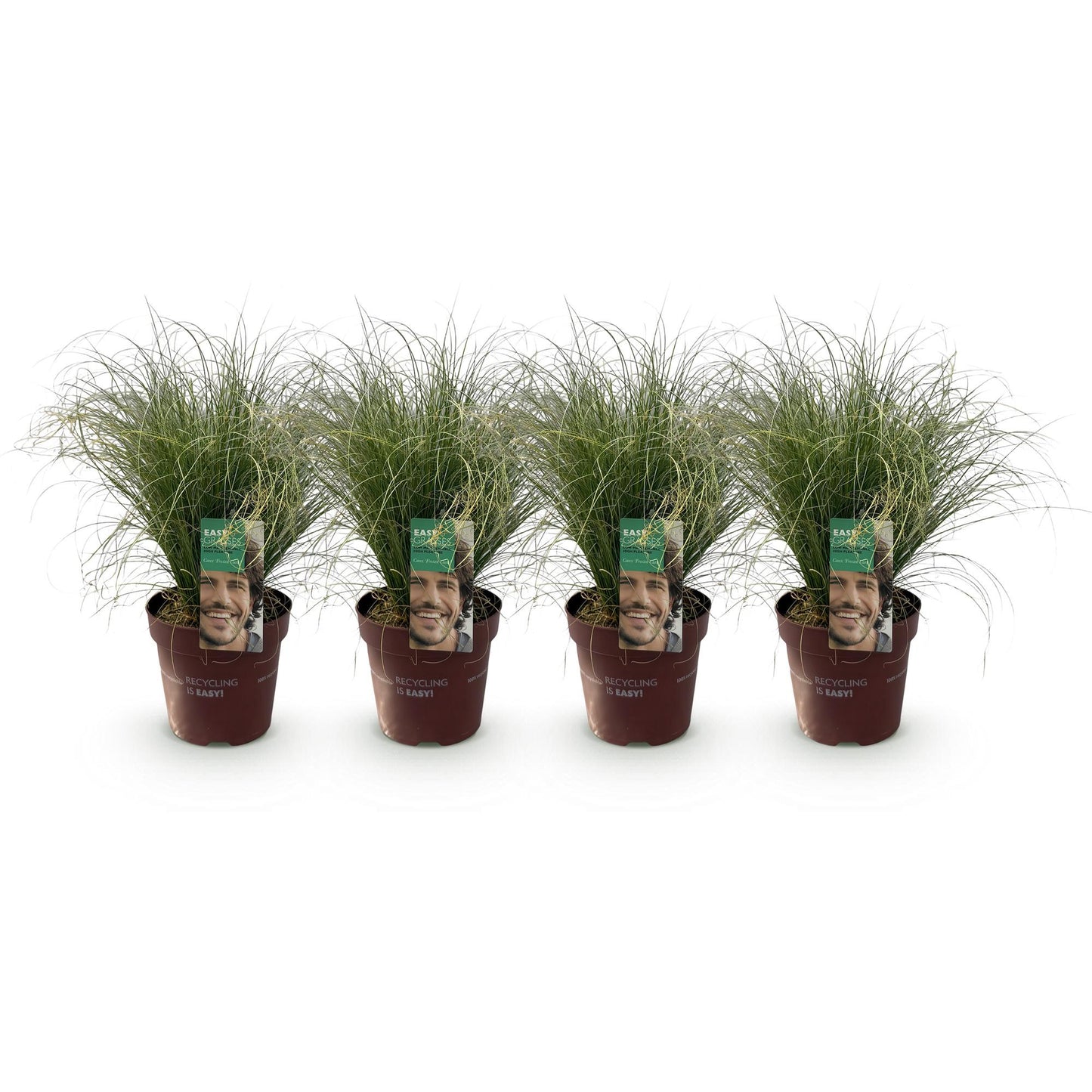 GreenboutiQ - Ziergräser - Carex comans Frosted Curls - Grün - 4 Pflanzen - Immergrün - Wenig Pflege - Topf 17cm Höhe 50cm