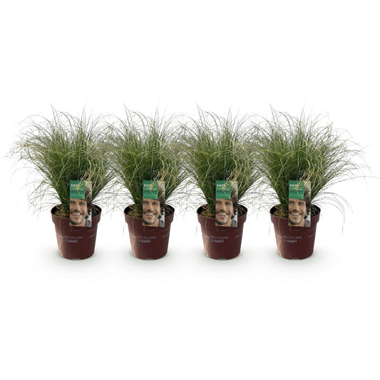 GreenboutiQ - Ziergräser - Carex comans Frosted Curls - Grün - 4 Pflanzen - Immergrün - Wenig Pflege - Topf 17cm Höhe 50cm