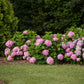 Hydrangea Endles Summer The Original Pink - Hortensie - Winterhart - Rosa - 8 Pflanzen - Topf 14cm - Höhe 20-25cm