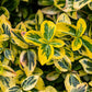 Stamm Pflanze - Euonymus fortunei Emerald n Gold - Terrassen Pflanze - Immergrün - Winterhart - Grün-Gelbe Blätter - Topf 19cm Höhe 90cm