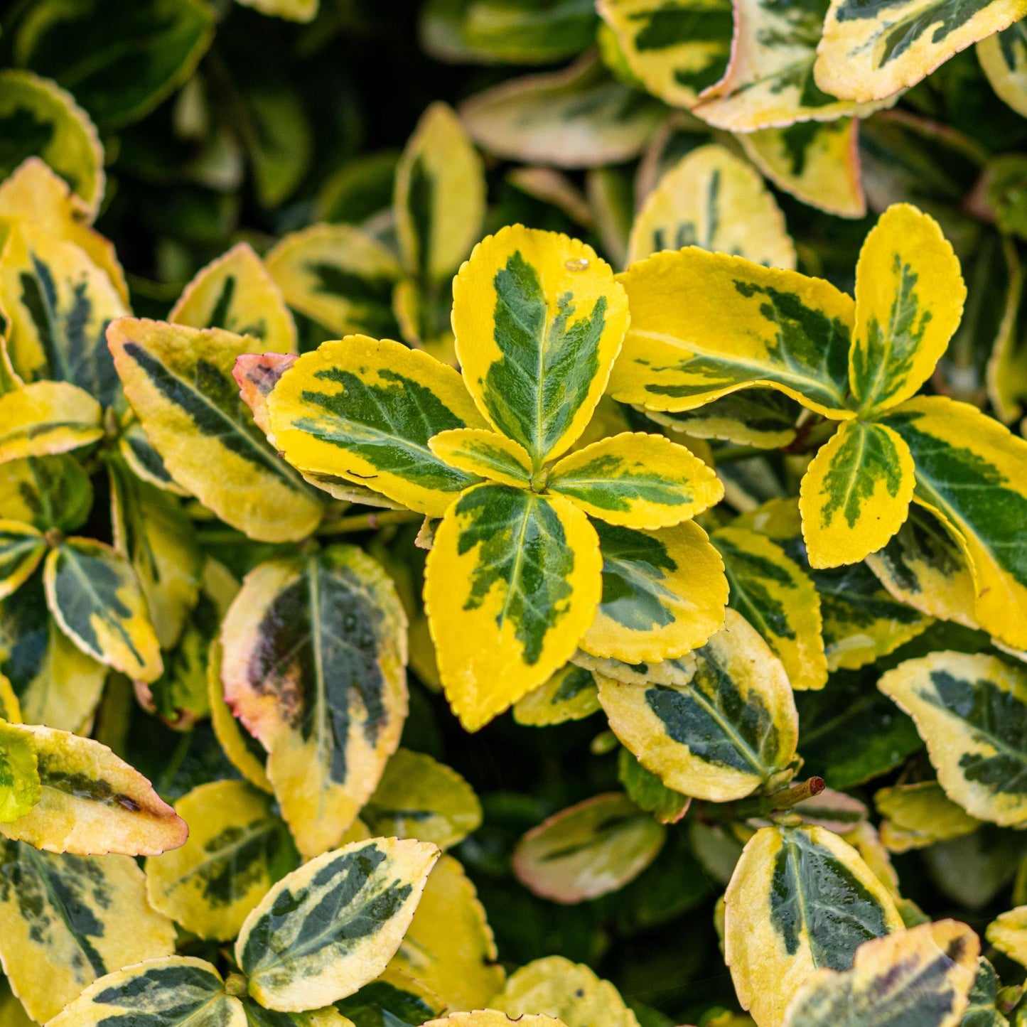 Stamm Pflanze - Euonymus fortunei Emerald n Gold - Terrassen Pflanze - Immergrün - Winterhart - Grün-Gelbe Blätter - Topf 19cm Höhe 90cm