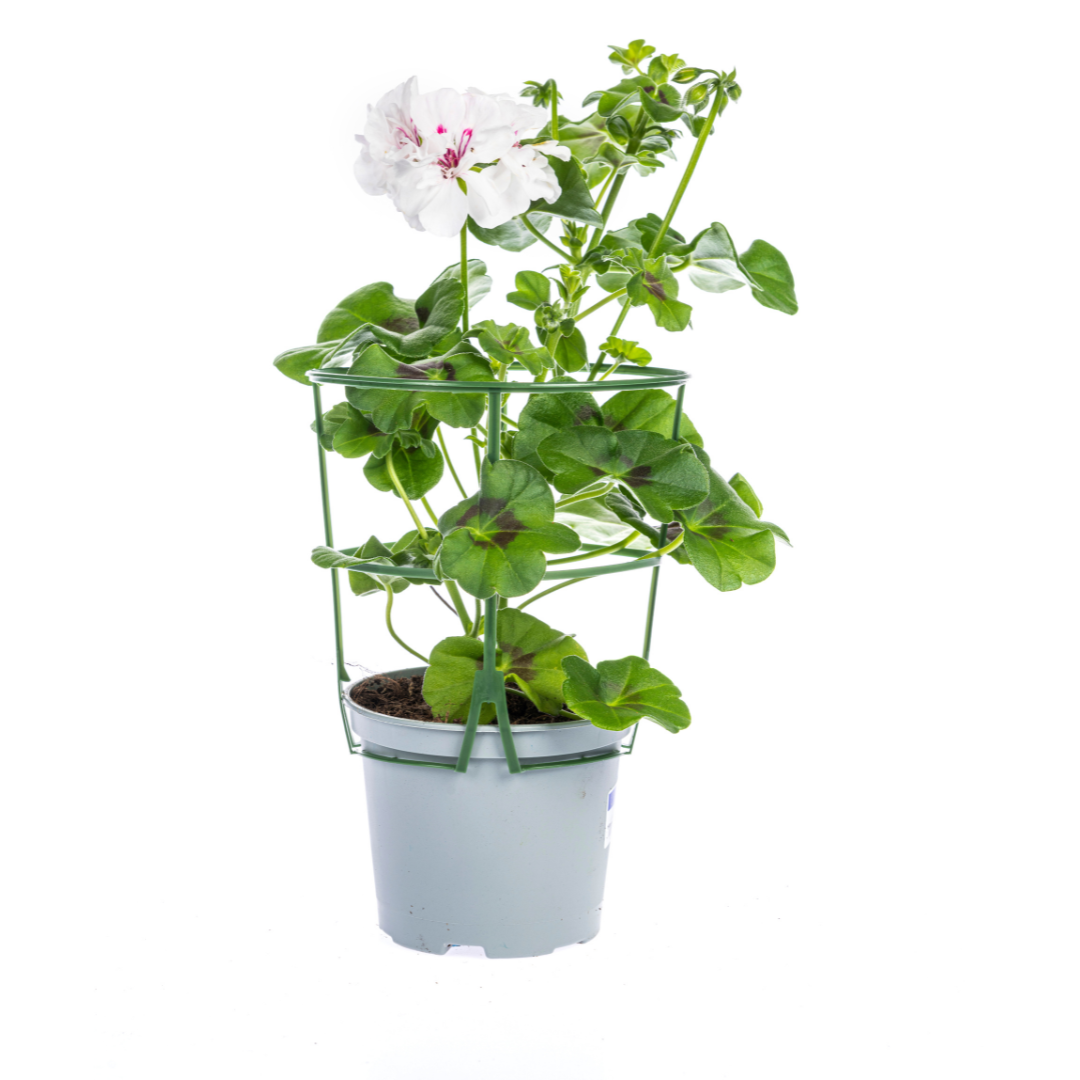 Geranien (Pelargonium peltatum) Mix Ø12 cm - ↕20 cm. 8 Stück