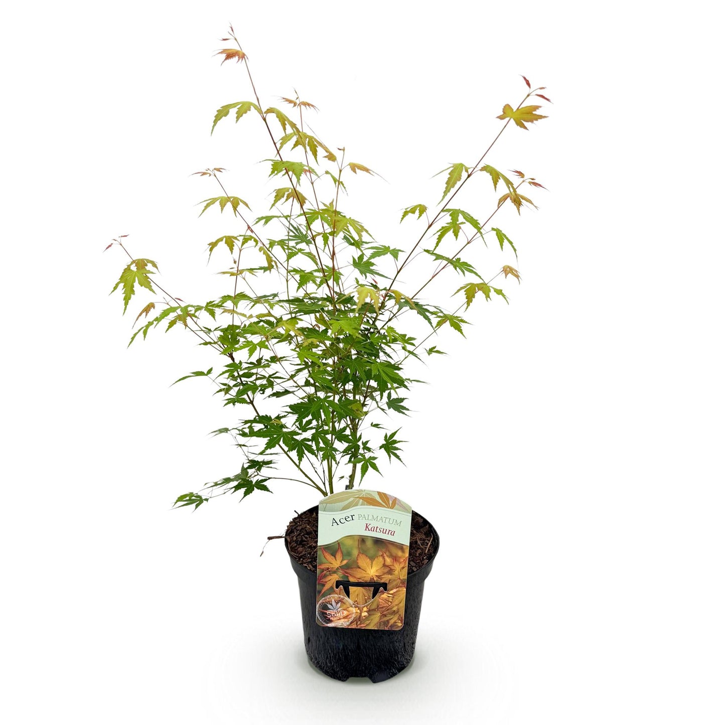 Japanischer Ahorn - Acer palmatum Katsura - Orange - 1 Pflanze - Laubabwerfend - Topf 19cm Höhe 70cm