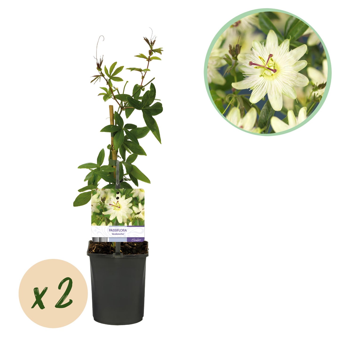 Passiflora Avalanche - Blüte Weiß - Pflegeleicht - 2 Pflanzen - Topf 11cm Höhe 40cm
