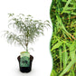Japanischer Ahorn - Acer palmatum Koto-no-ito - Grün - 1 Pflanze - Laubabwerfend - Topf 19cm Höhe 70cm