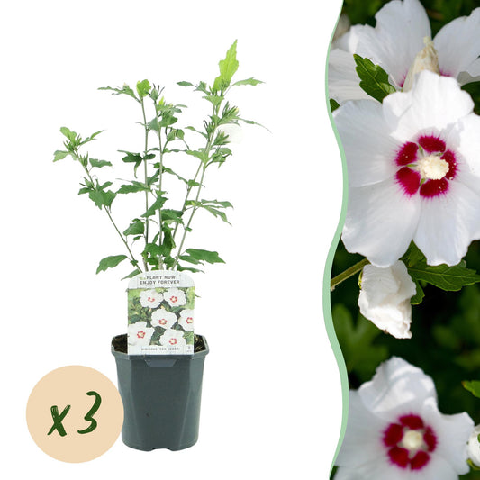 Hibiscus syriacus Red Heart - Garden Hibiscus - Hardy - White - Red - 3 Plants - Pot 17cm - Height 45cm