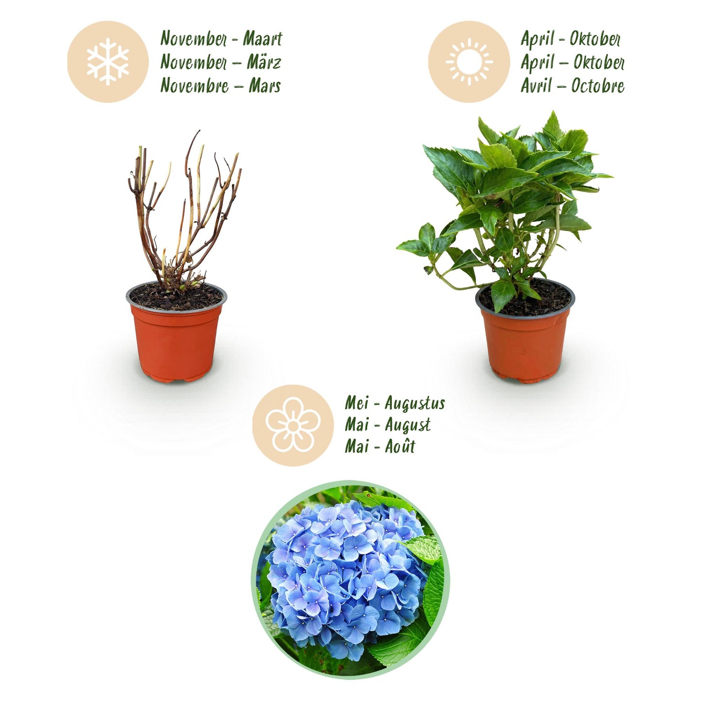 Hydrangea macrophylla Blau - Hortensie - Winterhart - Blau - 1 Pflanze - Topf 12cm - Höhe 20-30cm