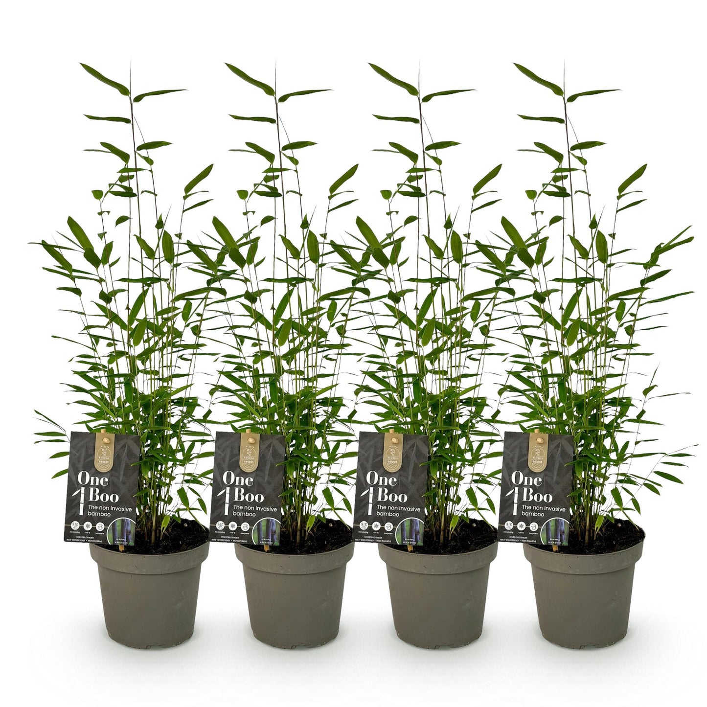 Bambus - Fargesia Black Dragon - Grün - 4 Pflanzen - Immergrün - Wuchernicht - Topf 14cm Höhe 35cm