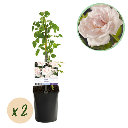 Kletterrose - Rosa New Dawn - Blüte Hellrosa - Wenig Pflege - 2 Pflanzen - Topf 11cm Höhe 40cm