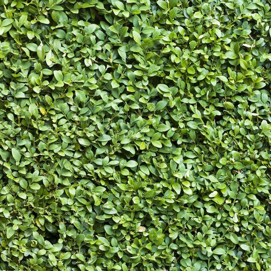 Heckenpflanzen - Buxus sempervirens - Blatt grün - 8 Pflanzen - 1 laufender Meter - immergrün - Topf 9cm Höhe 20-25cm