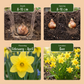50x Narcissus Tete-A-Tete - Tête-à-Tête daffodil - Yellow - Spring bloomer - Bulb size 10/11