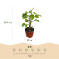 Hydrangea arborescens Annabelle - Hortensie - Winterhart - Weiß - 1 Pflanze - Topf 12cm - Höhe 20-30cm