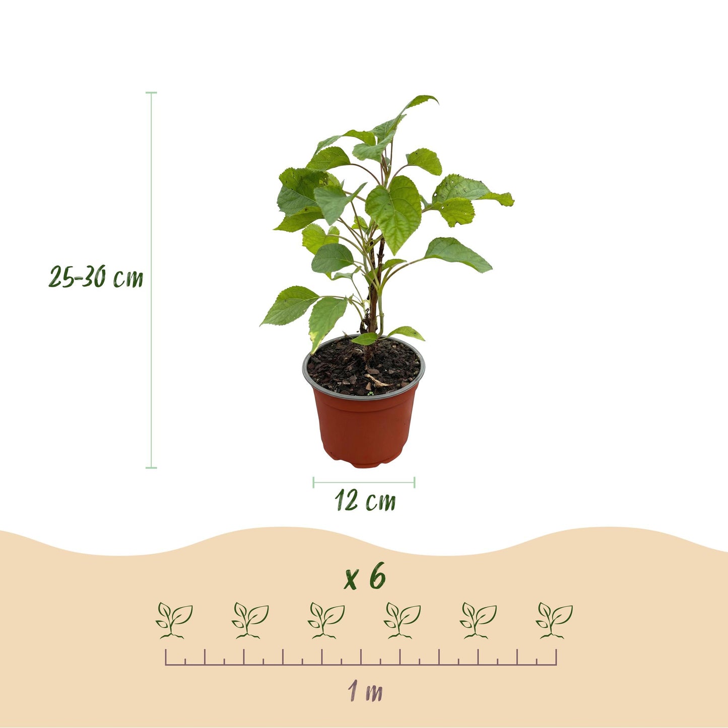 Hydrangea arborescens Annabelle - Hortensie - Winterhart - Weiß - 1 Pflanze - Topf 12cm - Höhe 20-30cm