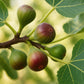 Ficus caria Little miss Figgy - Feigenbaum - Winterhart - Rote Frucht - 2 Pflanzen - Topf 15cm - Höhe 50cm