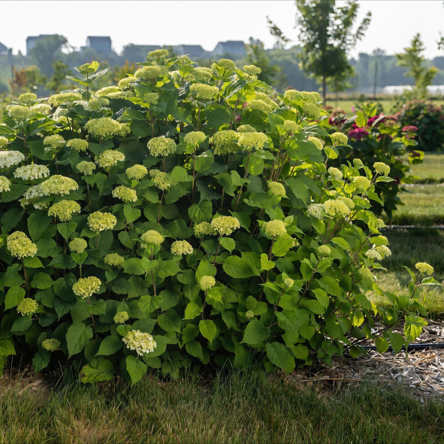 Hydrangea arborescens FlowerWOW - Hortensie - Winterhart - Weiß - 3 Pflanzen - Topf 14cm - Höhe 20-30cm