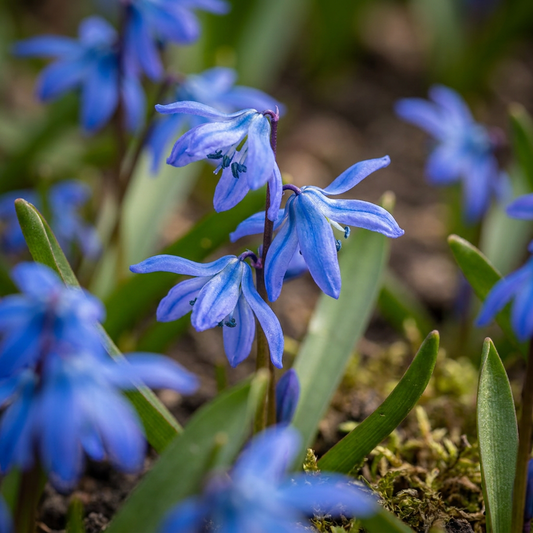 50x Scilla Siberica - Sibirischer Blaustern - Blau - Verwilderungszwiebel