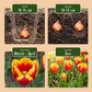 15x Tulipa Triumph Mix - Triumph-Tulpe - Diverses - Frühlingsblüher - Zwiebelgröße 11/12