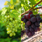 Obstpflanze - Vitis vinifera Himrod - Vanessa - Weinrebe - Kernlos - Blaue & Weiße Traube - 2 Pflanzen - Topf 15cm - Höhe 50cm