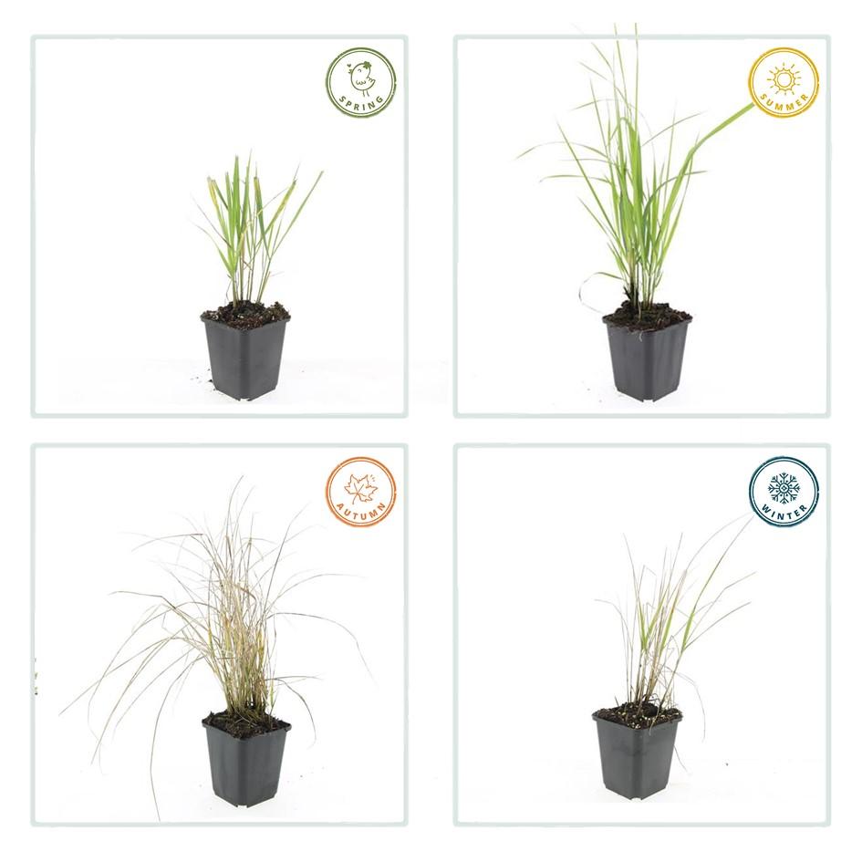 Calamagrostis acut. 'Karl Foerster'  - 24x - ↕10-25cm - Ø9cm