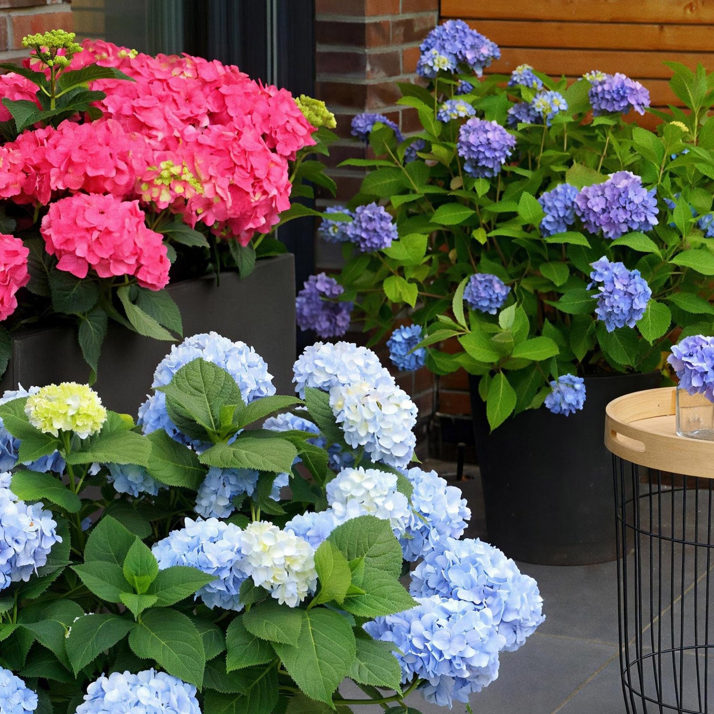 Hydrangea Endless Summer The Original Blue - Hortensie - Frosthart - Blau - 8 Pflanzen - Topf 14cm - Höhe 20-25cm