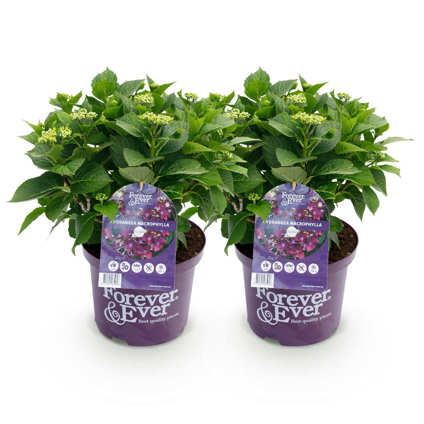 Hortensie - Hydrangea Forever & Ever - Lila - 7-12 Blumen - 2 Pflanzen - Topf 23cm Höhe 55cm
