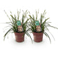 Ziergräser - Carex oshimensis Intense Green - Grün - 2 Pflanzen - Immergrün - Wenig Pflege - Topf 17cm Höhe 50cm