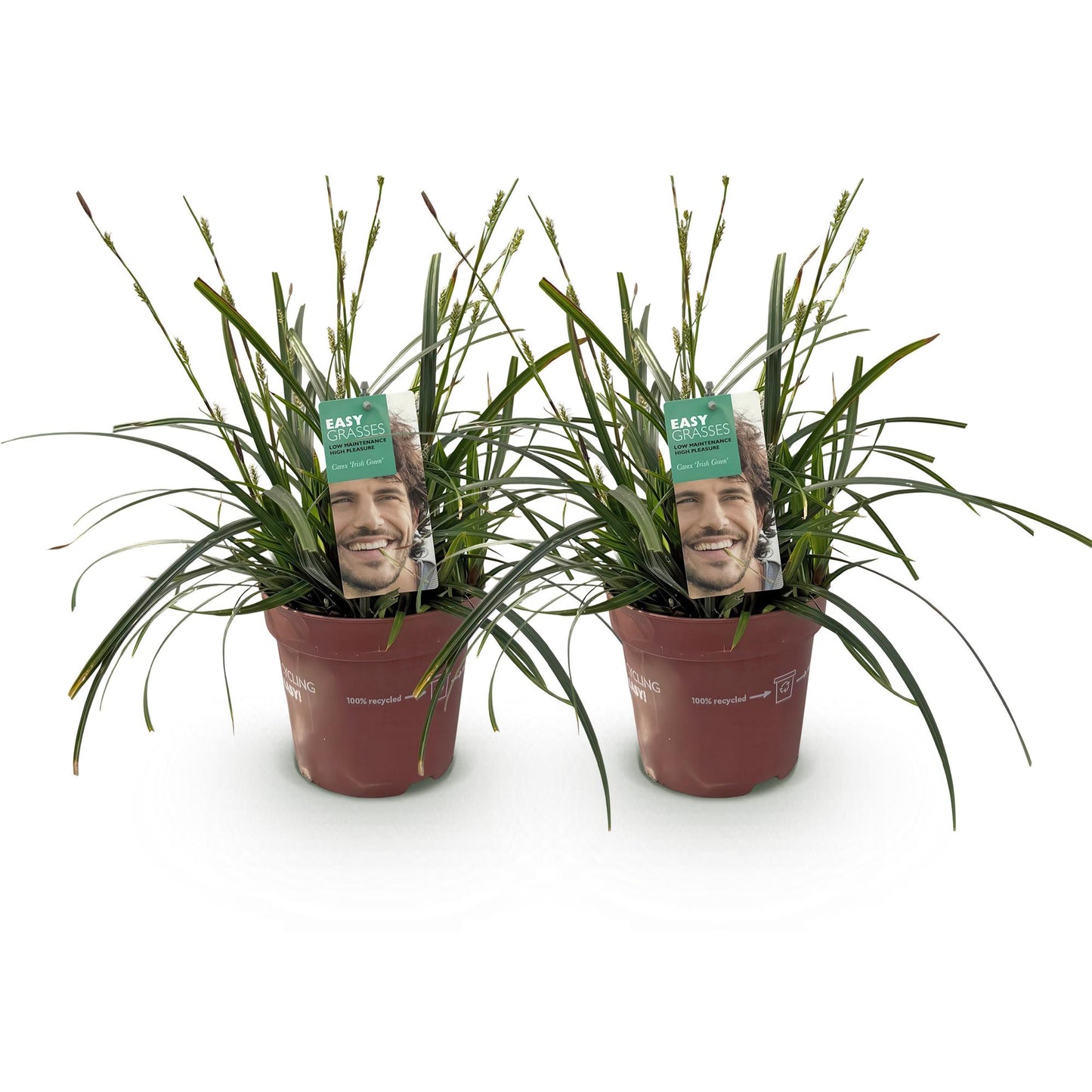 Ziergräser - Carex oshimensis Intense Green - Grün - 2 Pflanzen - Immergrün - Wenig Pflege - Topf 17cm Höhe 50cm